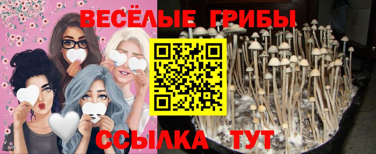 Каменка  Псилоцибиновые грибы MAGIC MUSHROOMS  Вход с VPN  Псилоцибиновые грибы мицелий 
